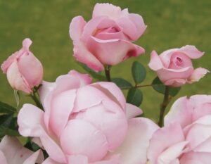 Remember Me LUDwisutic (P) Rose 5lt