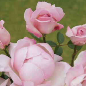 Remember Me LUDwisutic (P) Rose 5lt