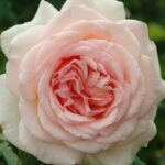 Roberto Capucci Rose 5lt