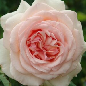 Roberto Capucci Rose 5lt