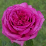 Rosemary Ladlau Rose 5lt