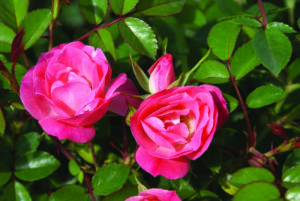 Rosy Cheeks Rose 5lt