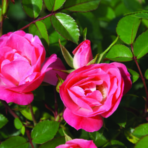 Rosy Cheeks Rose 5lt