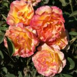 SOS Children’s Rose 5lt