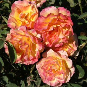 SOS Children’s Rose 5lt