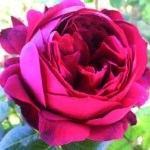 Sacred Red Rose 5lt