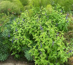 Salvia Arizonica "Arizona Blue Sage" 15cm Pot