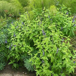 Salvia Arizonica "Arizona Blue Sage" 15cm Pot