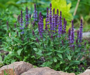Salvia "Indigo Spires" (Blue) 15cm Pot