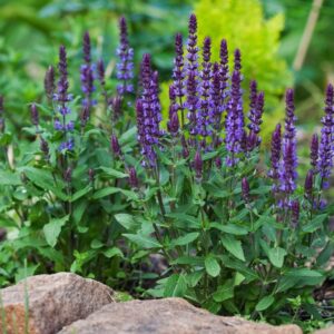 Salvia "Indigo Spires" (Blue) 15cm Pot Salvia "Indigo Spires" (Blue) 15cm Pot