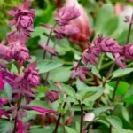 Salvia "Love and Wishes" 15cm Pot