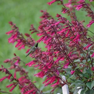 Salvia "Wendy's Wish" 17cm Pot