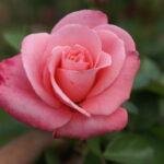 Sandton Smile Rose 5lt
