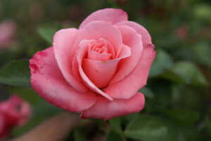 Sandton Smile Rose 5lt