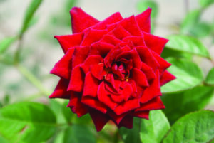 Scarlet Midinette Rose 5lt