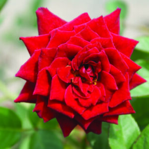 Scarlet Midinette Rose 5lt