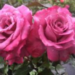 Shocking Sky Rose 5lt