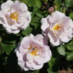 Silver Cloud Rose 5lt