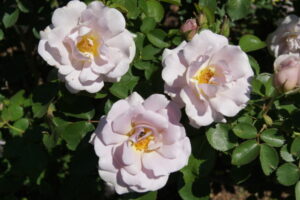Silver Cloud Rose 5lt