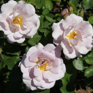Silver Cloud Rose 5lt