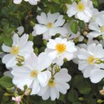 Single White Rose 5lt