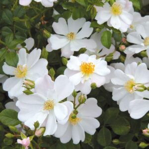 Single White Rose 5lt