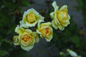 Softee Rose 5lt