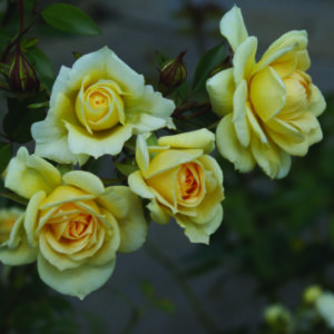 Softee Rose 5lt