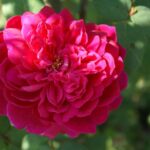 Sophy’s Rose 5lt