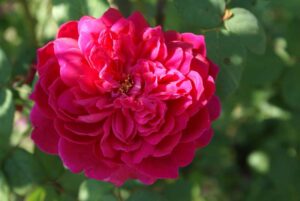 Sophy’s Rose 5lt