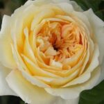 St Dunstan’s Centenary Rose 5lt
