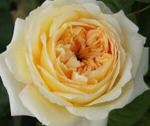 St Dunstan’s Centenary Rose 5lt