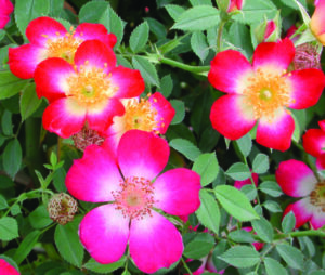 Starry Eyed Rose 5lt