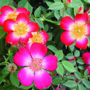 Starry Eyed Rose 5lt