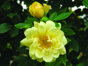 Sunshine Sally Rose 5lt