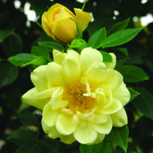 Sunshine Sally Rose 5lt