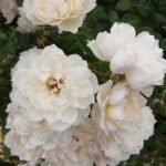 The Generous Gardener Rose 5lt