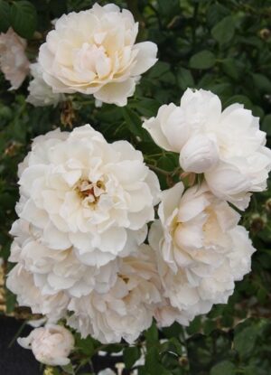 The Generous Gardener Rose 5lt