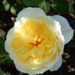 The Poet’s Wife Rose 5lt