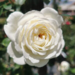 Tranquillity AUSnoble Rose 5lt