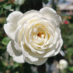 Tranquillity AUSnoble Rose 5lt
