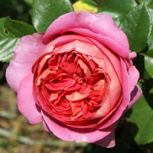 Tuis Rose 5lt