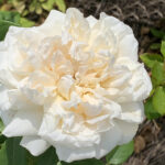 WITS KORwiwara(P) Rose 5lt