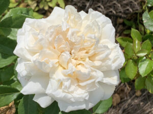 WITS KORwiwara(P) Rose 5lt