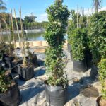 Jasminum Multipartitum 20lt Climber