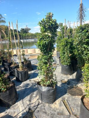 Jasminum Multipartitum 20lt Climber Jasminum Multipartitum 20lt Climber