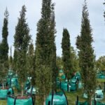 Cupressus Sempervirens Stricta 250lt
