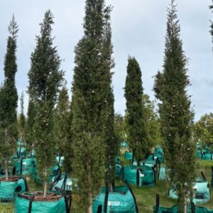 Cupressus Sempervirens Stricta 250lt