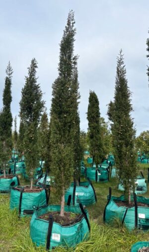 Cupressus Sempervirens Stricta 250lt