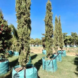 Cupressus Sempervirens Stricta 500lt